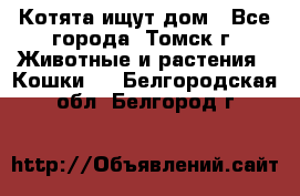 Котята ищут дом - Все города, Томск г. Животные и растения » Кошки   . Белгородская обл.,Белгород г.